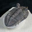Rare Tower Eyed Erbenochile Trilobite - #7140-8